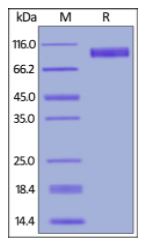 Mouse EGF R, His Tag on SDS-PAGE under reducing (R) condition. The gel was stained overnight with Coomassie Blue. The purity of the protein is greater than 95%.